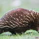 Image for article titled 12 Real Animals We Can't Believe Aren't Pokémon
